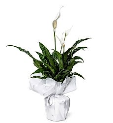 Beyaz Spatifilyum (Barış Çiçeği) Saksıda Canlı Bitki