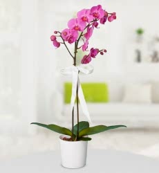 Mor Orkide (Seramikte) Seramik saksı içerisinde hazırlanmış 60 cm yüksekliğinde mor orkide bitkisi.