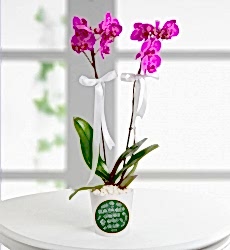 Öğretmenler Günü Tebrikli Çift Dal Mor Orkide