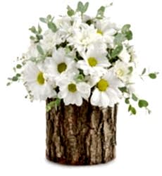 Doğal Kütükte Papatya Cümbüşü  Sürpriz Çiçek Bursa'nın En iyi Çiçekçi Sitesi