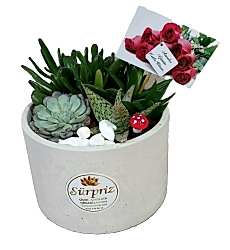 Anneler Günü Teraryumlar (Terrarium)