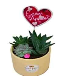 Anneler Günü Teraryumlar (Terrarium)