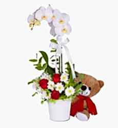 Orkide Gül Papatya Aranjmanı 60 cm yüksekliğinde beyaz orkide, kırmızı gül ve beyaz papatyadan oluşan ayıcıklı çiçek aranjmanı